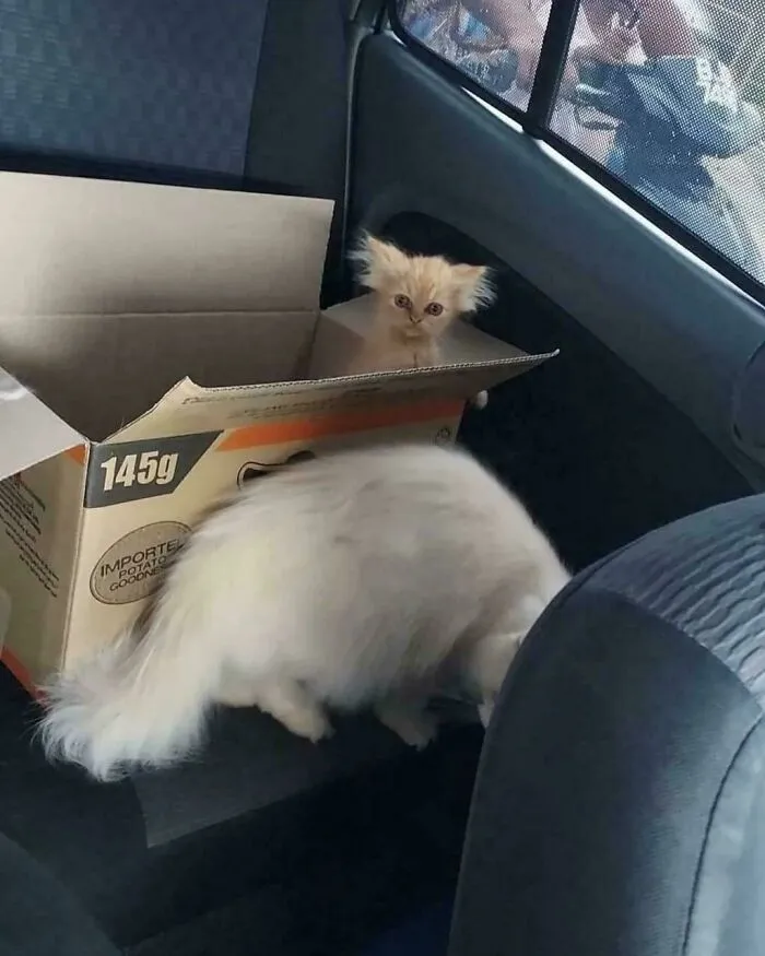 Til Some Cats Are Actually Gremlins