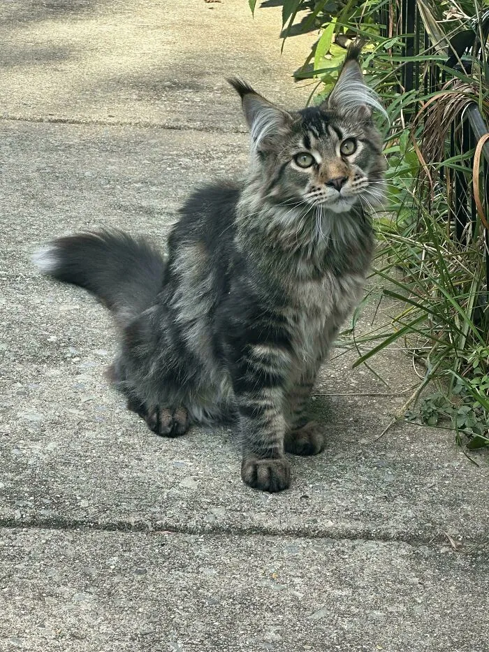 I Was Told My Boy Bastian Would Be Welcomed Here 😸