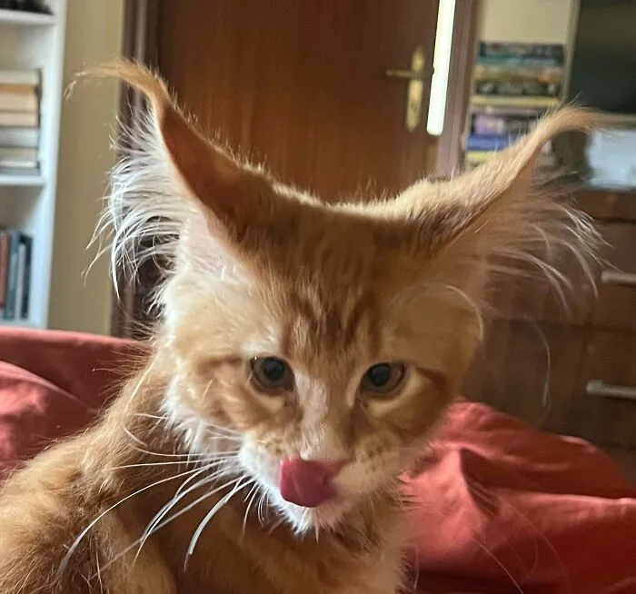 Hallooo, Massimo Was Told He Would Be Welcomed Here 😊👋🏼🐈