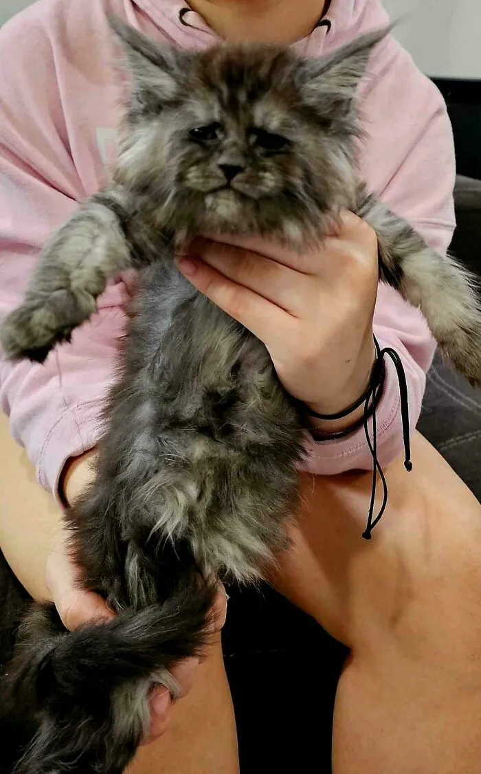 We Will Be Welcoming This Little Guy To Our Home Next Month. Meet , Havik