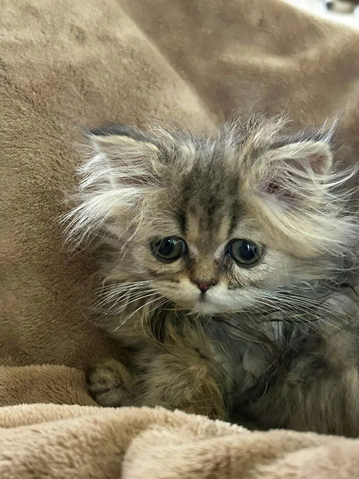 Clover, Our Widdles