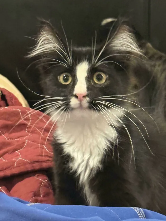 New Unnamed Kitten With Ear Floof For Days 🥰