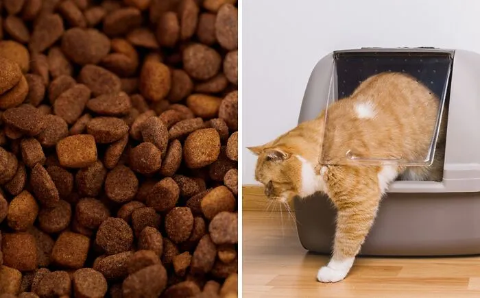 Close-up of dry cat food pieces beside an orange and white cat exiting a litter box in a home setting.