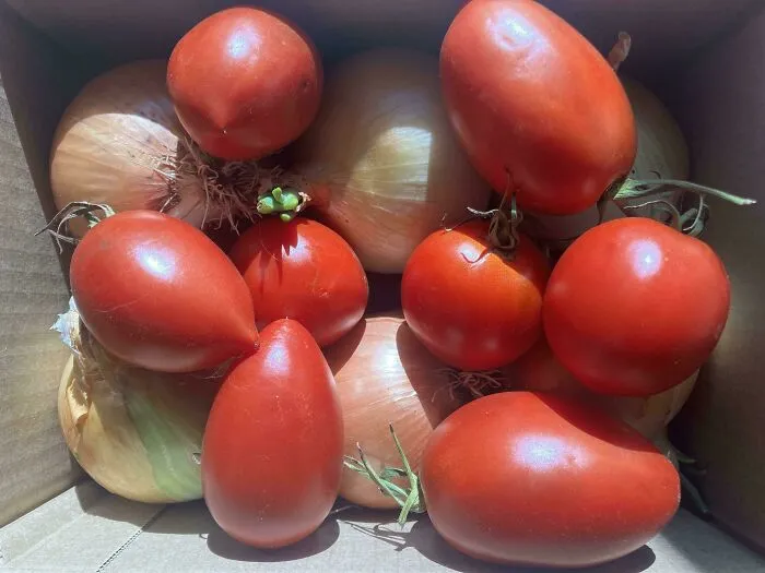 The Woman I’m Dating Gave Me Onions And Tomatoes From Her Garden