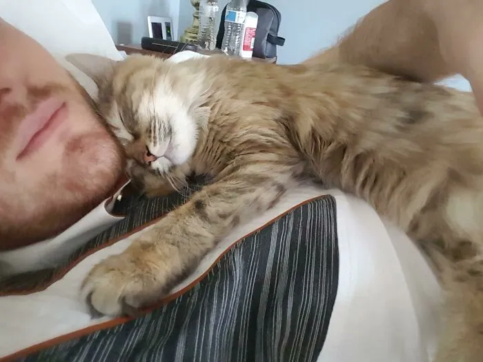 My Cat Learned That The Alarm Sound Means I Wake Up, And She Snuggles On My Chest Right After. I've Been Setting My Alarm 30 Minutes Early Every Day To Give Her More Happy Time