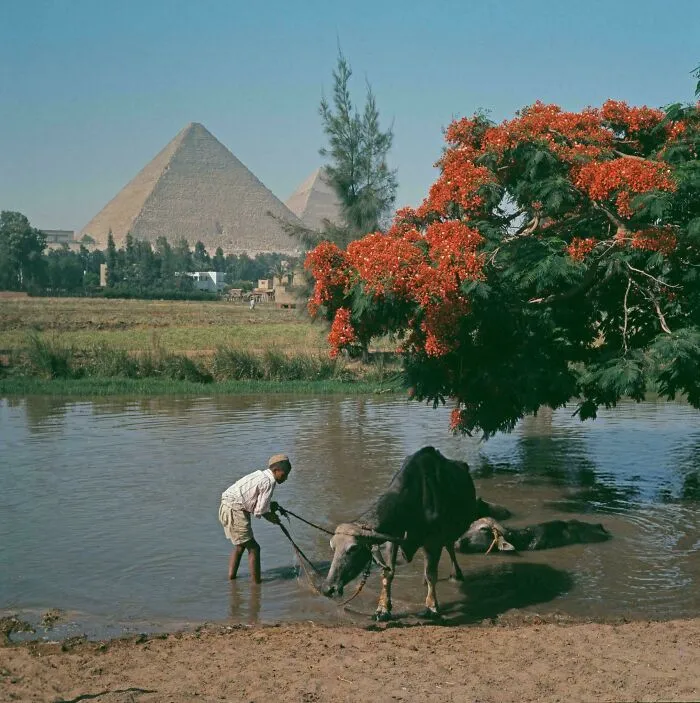 Pyramids Of Giza, Photographed In 1962