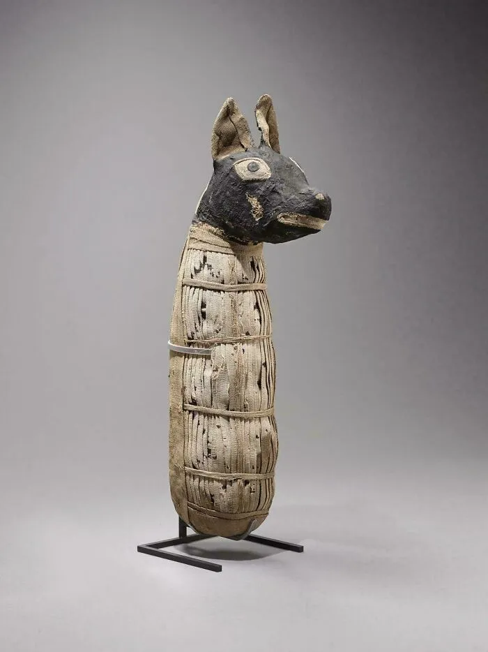 Ancient Egypt artifact showing a mummified figure wrapped in linen with a black animal head sculpture.