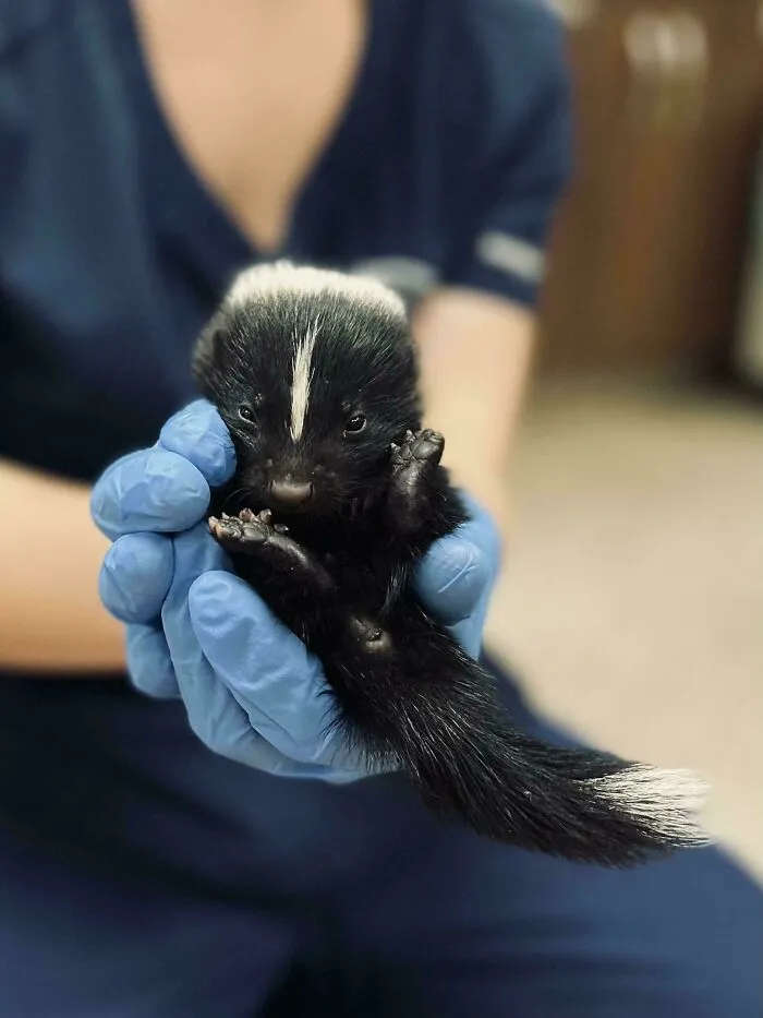 Here’s A Baby Skunk. My Friend Works At A Native Wildlife Rescue In VA