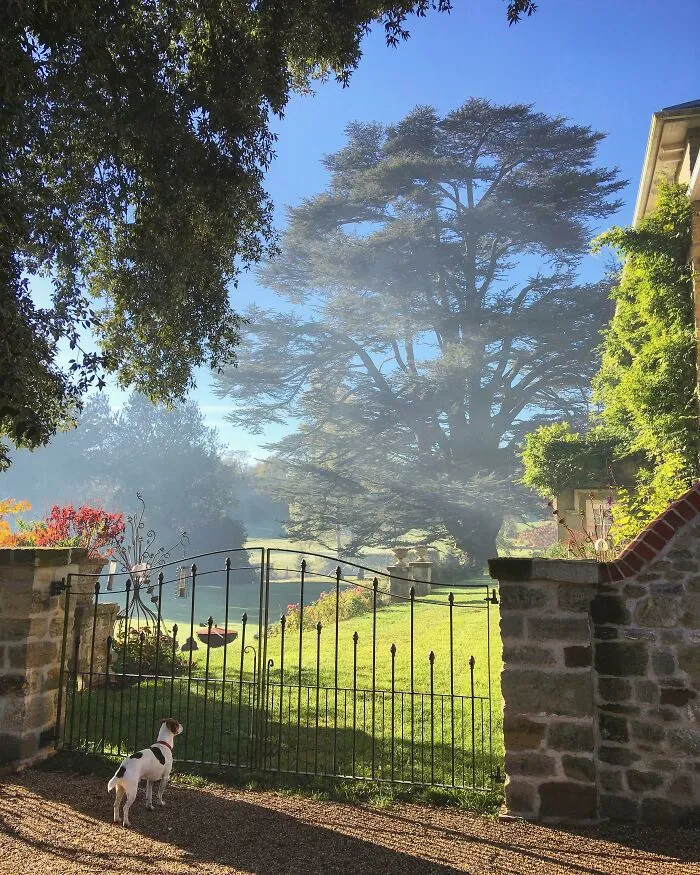 Took This Photo Recently Of The Magnificent 300 Year Old Cedar Tree In The Garden Where I Work