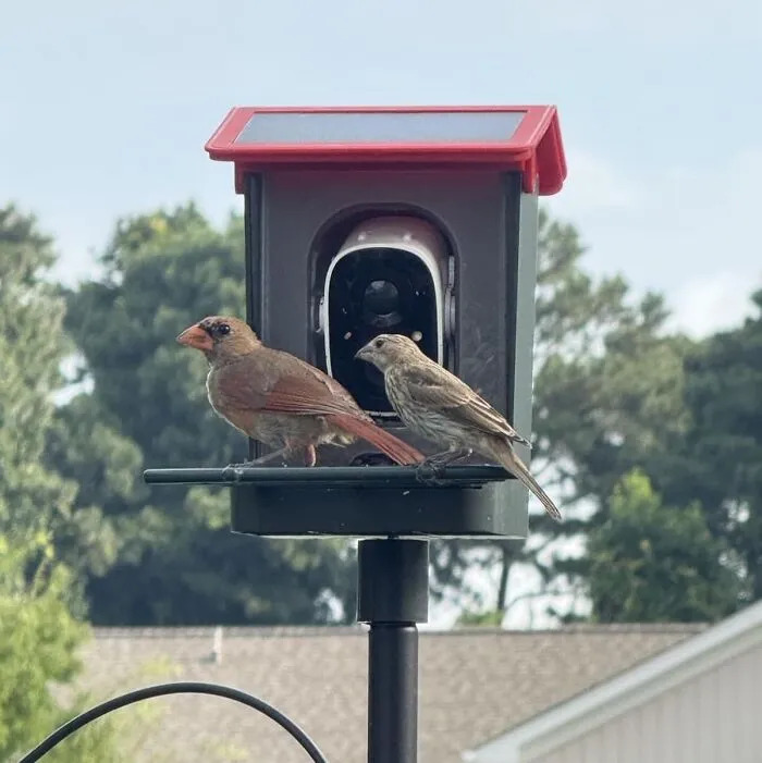 A <a Style="Display:inline;" Href="Https://Www.amazon.com/Recognition-Real-Time-Weatherproof-Effortless-Birdwatching/Dp/B0dsdfv4z2?ie=utf8&th=1&linkcode=ll1&tag=bpalpaca-20&linkid=66f3a0000acd30316eded26a751189b3&language=en_us&ref_=as_li_ss_tl" Target="_blank">   <span Style="Font: Inherit; Color: #d74b1f;"> Smart Bird Feeder With Camera </Span> Will Give Her The Power To Watch, Judge, And Secretly Name All Of The Birds In Her Backyard With The Kind Of High-Tech, FBI-Level Surveillance She's Always Dreamed Of