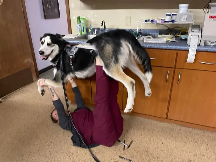 My Sister Is A Vet Tech And Took My Dog With Her To Work, I Asked Her How He Was Doing And She Sent Me This
