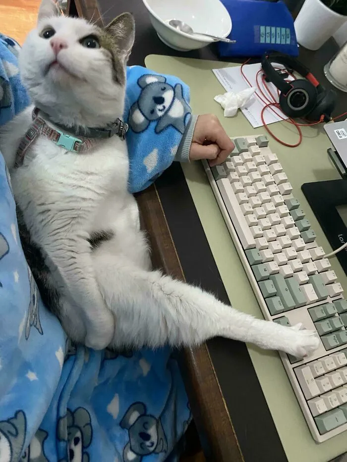 My Favourite Colleague At Work