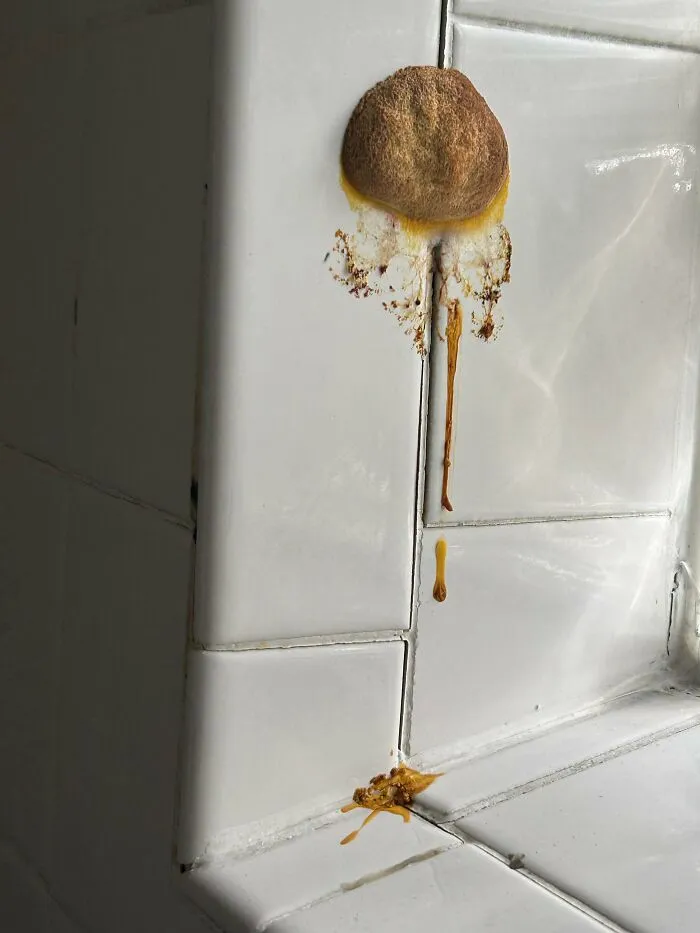 Moldy egg yolk splattered on white tiled wall and ledge illustrating rental nightmares landlords tried to cut corners on.