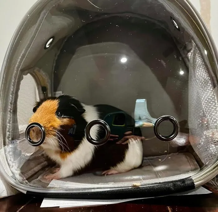 A <a Style="Display:inline;" Href="Https://Www.amazon.com/Guinea-Backpack-Capsule-Bubble-Window/Dp/B09wh2r7zr?ie=utf8&th=1&linkcode=ll1&tag=bpcrow-20&linkid=c26a61bc193cd9a107d817e6f29f965b&language=en_us&ref_=as_li_ss_tl" Target="_blank">   <span Style="Font: Inherit; Color: #d74b1f;"> Guinee Pig Backpack </Span> Is A Glorious, Portable Palace That Will Allow Your Tiny, Potato-Shaped Friend To Experience The World In A Way That Is Both Safe And Deeply, Deeply Confusing For Everyone Who Sees It