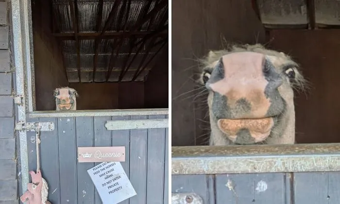 Horse In Cornwall