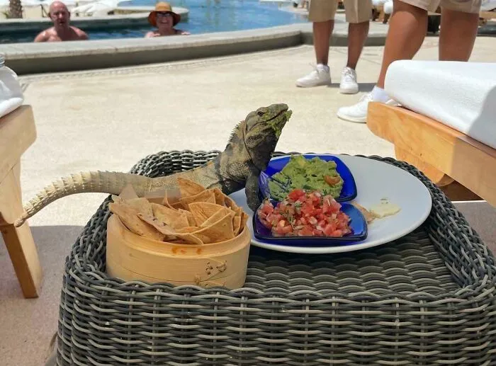 Iguana Stealing Some Guacamole At A Resort In Cabo