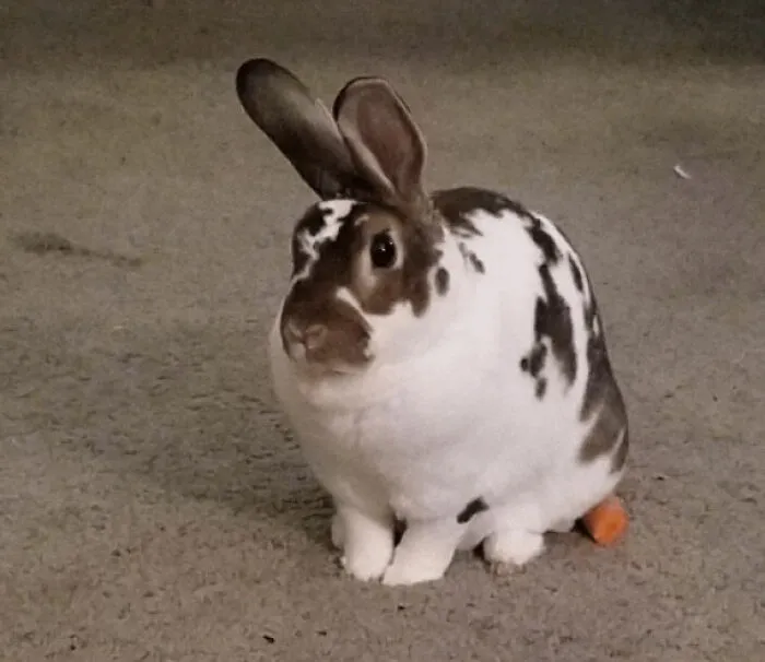 This Little Guy Decided To Steal A Carrot From The Lower Cupboard Today And Sat On It To Try And Hide It. It Didn't Work