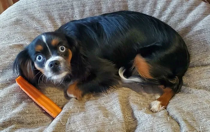 Small black and brown dog with heterochromia lying on a blanket beside a treat, caught trying to steal food.