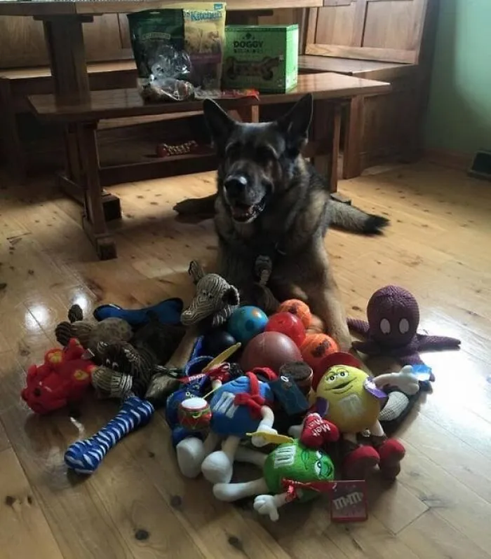 Police Dog Is Given Retirement Presents From The Community On His Last Day On The Job