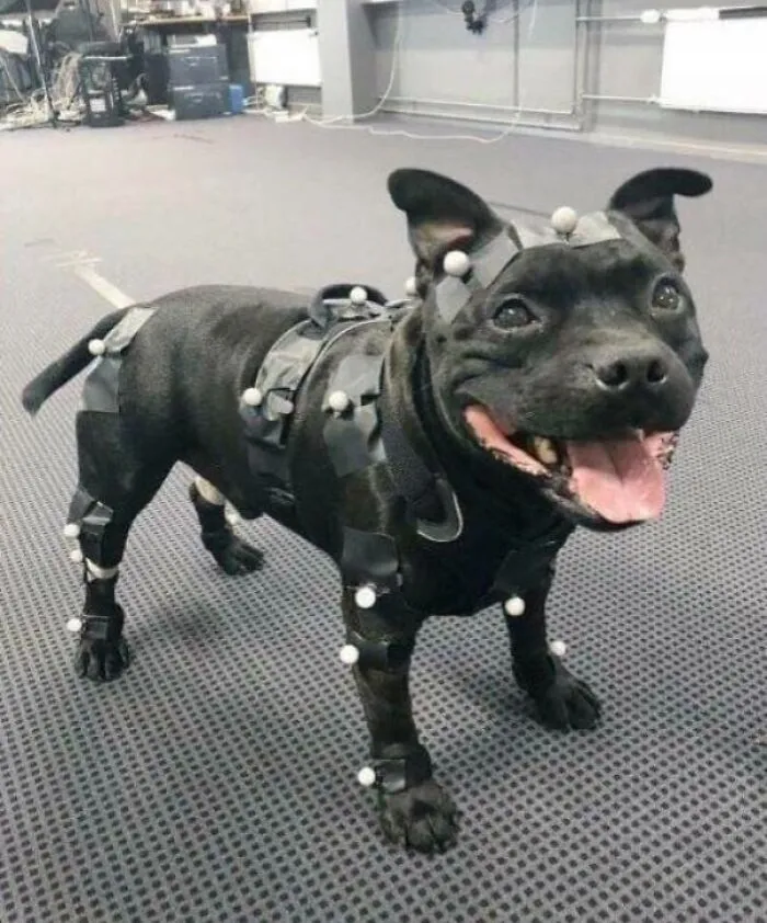 Uuno Works As A Game Developer. When You Pat A Good Boy In Your Game, You Could Be Patting Uuno