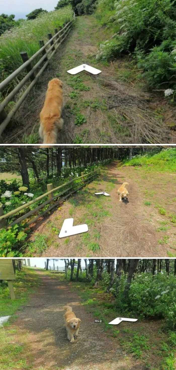 This Dog Followed The Google Earth Guy