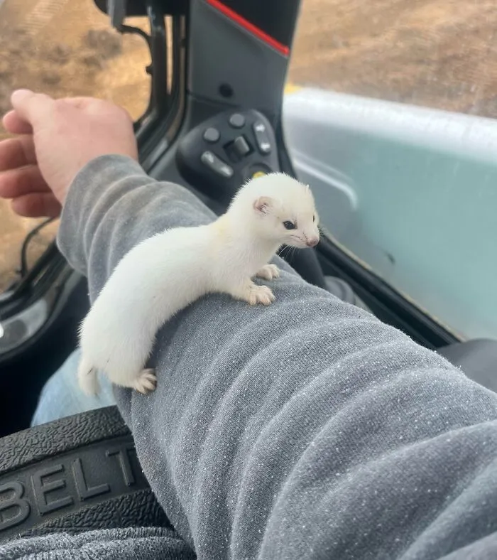 Found This Little Guy At Work Today