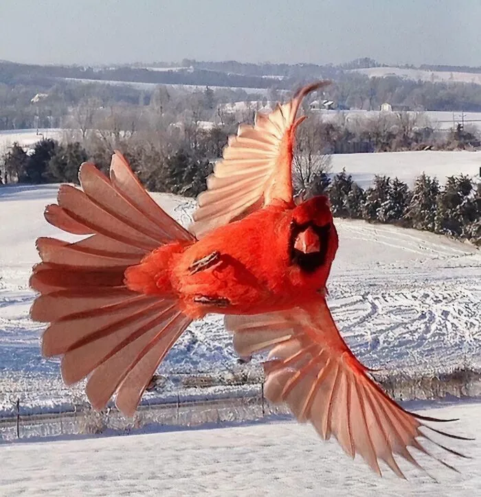 Cardinal Showing Off