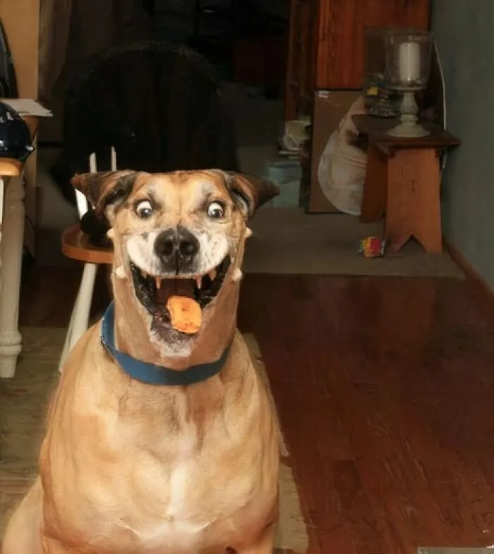 Dog Catching A Chicken Nugget