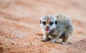 I Spent Way Too Much Time With Meerkats: Here Are 32 Hilarious Moments I Captured