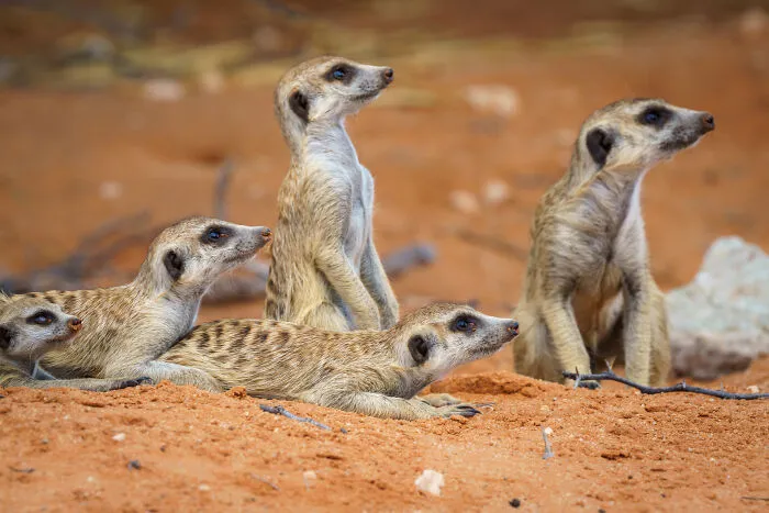 Did You Hear That?