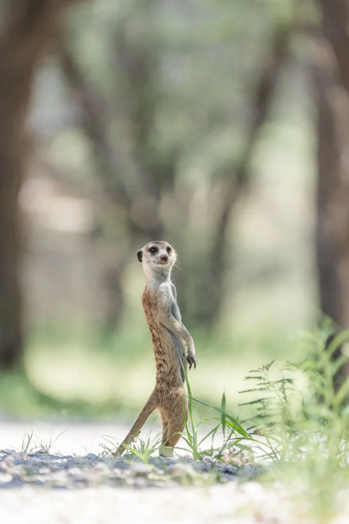 Caught In The Act?