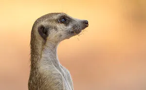 I Spent Way Too Much Time With Meerkats: Here Are 32 Hilarious Moments I Captured