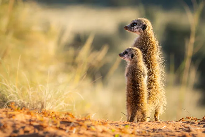 Double The Vigilance!