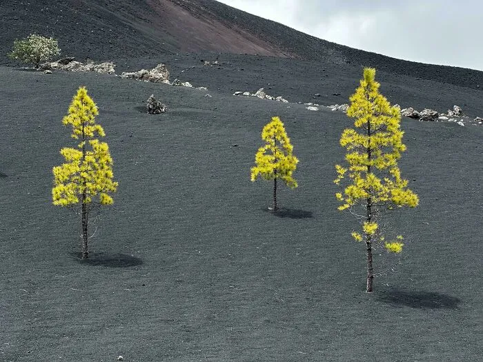 I Came Across These Odd Trees While Hiking A Volcano On Tenerife
