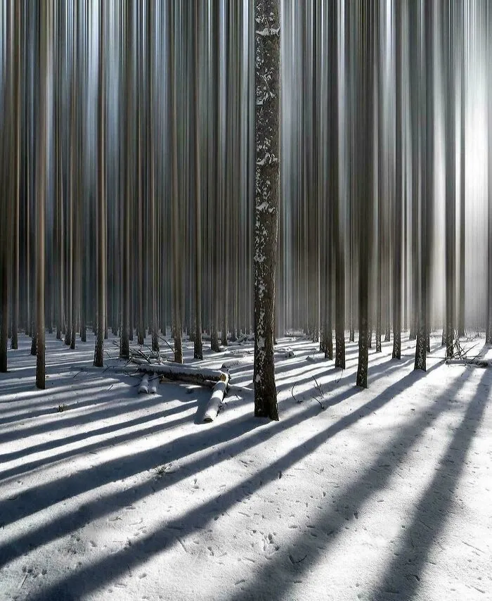Does A Weird Empty Forrest Count?