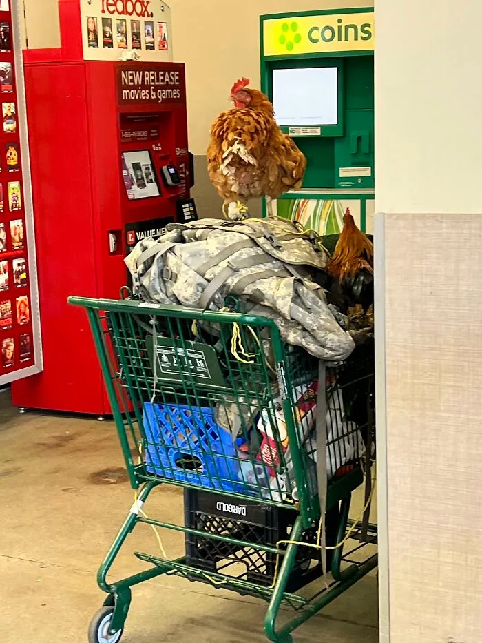 Pet Chickens In A Cart At The Front Door