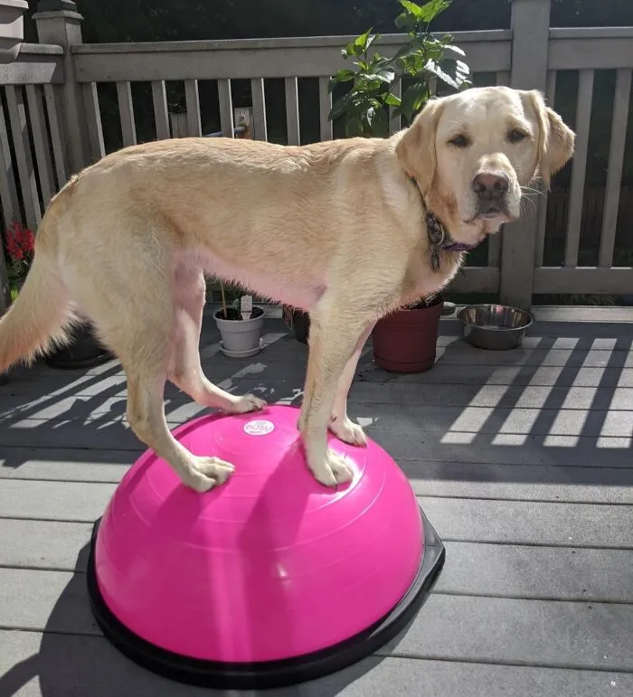 It Is Hard To Take Yourself Seriously While Gently Bouncing On The <a Style="Display:inline;" Href="https://Www.amazon.com/Bosu-Balance-Trainer-65cm-Pink/Dp/B00ehh6xty?ie=utf8&th=1&linkcode=ll1&tag=bpmole-20&linkid=6b8dc36ce032243e29e6426af379d26f&language=en_us&ref_=as_li_ss_tl" Target="_blank"> <span Style="Font: Inherit; Color: #d74b1f;"> Balance Ball </Span> But The Constant Threat Of Falling Over Does Wonders For Your Posture