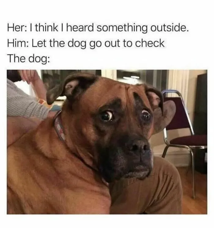 79 Funny Random Memes That Are Somehow Exactly What You Needed Today