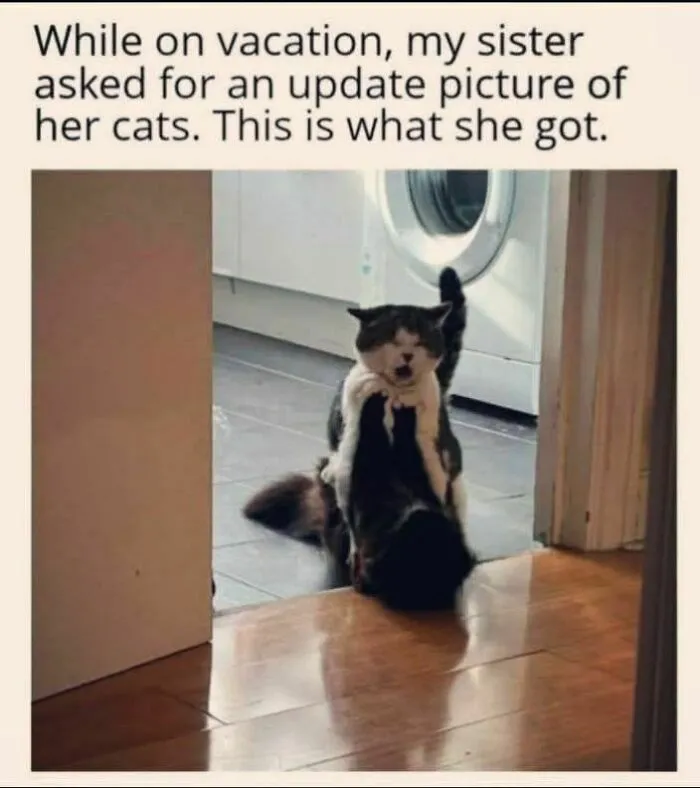 79 Funny Random Memes That Are Somehow Exactly What You Needed Today