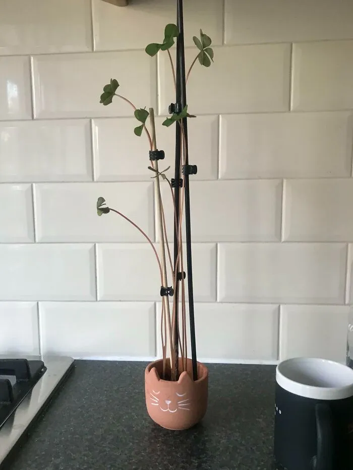 Was Gifted Four Leaf Clovers That Are Growing Obscenely Tall