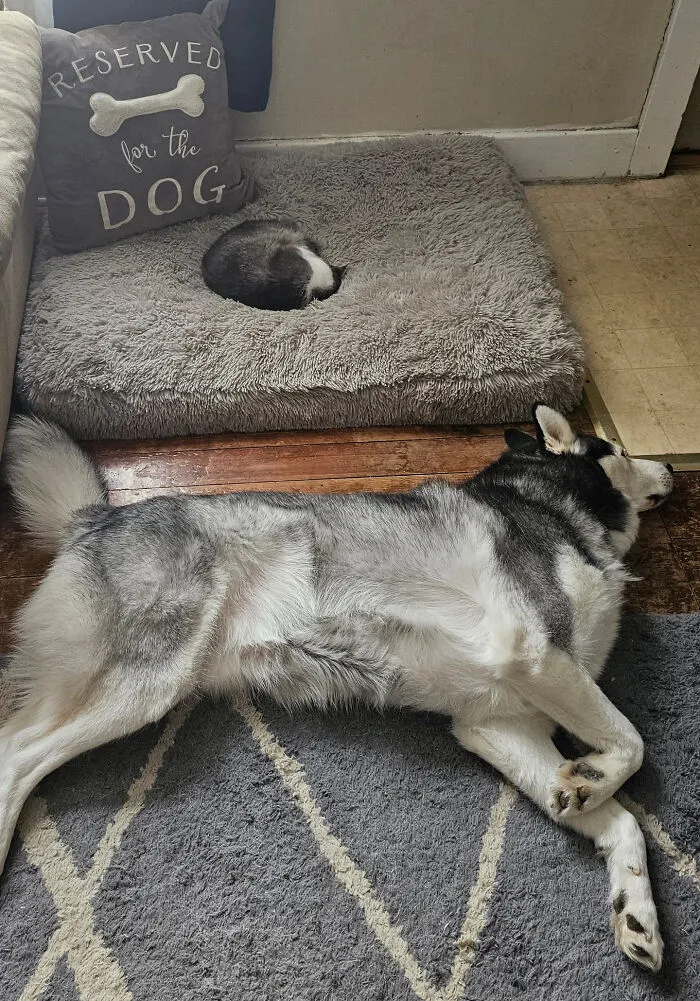84 Pics That Prove Cats Are Little Jerks You Just Can’t Be Mad At