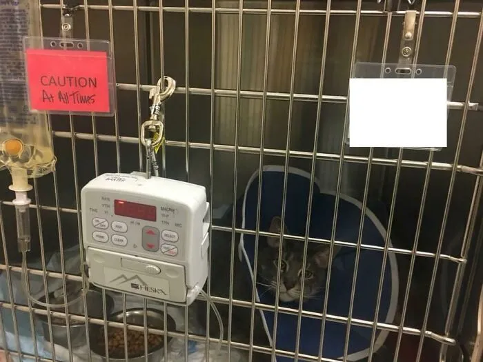 Cat wearing a cone inside a cage with medical equipment, showing pets behaving like jerks caught by owners.