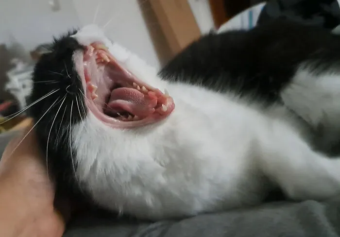 Looking For Yawning Cats Sub
