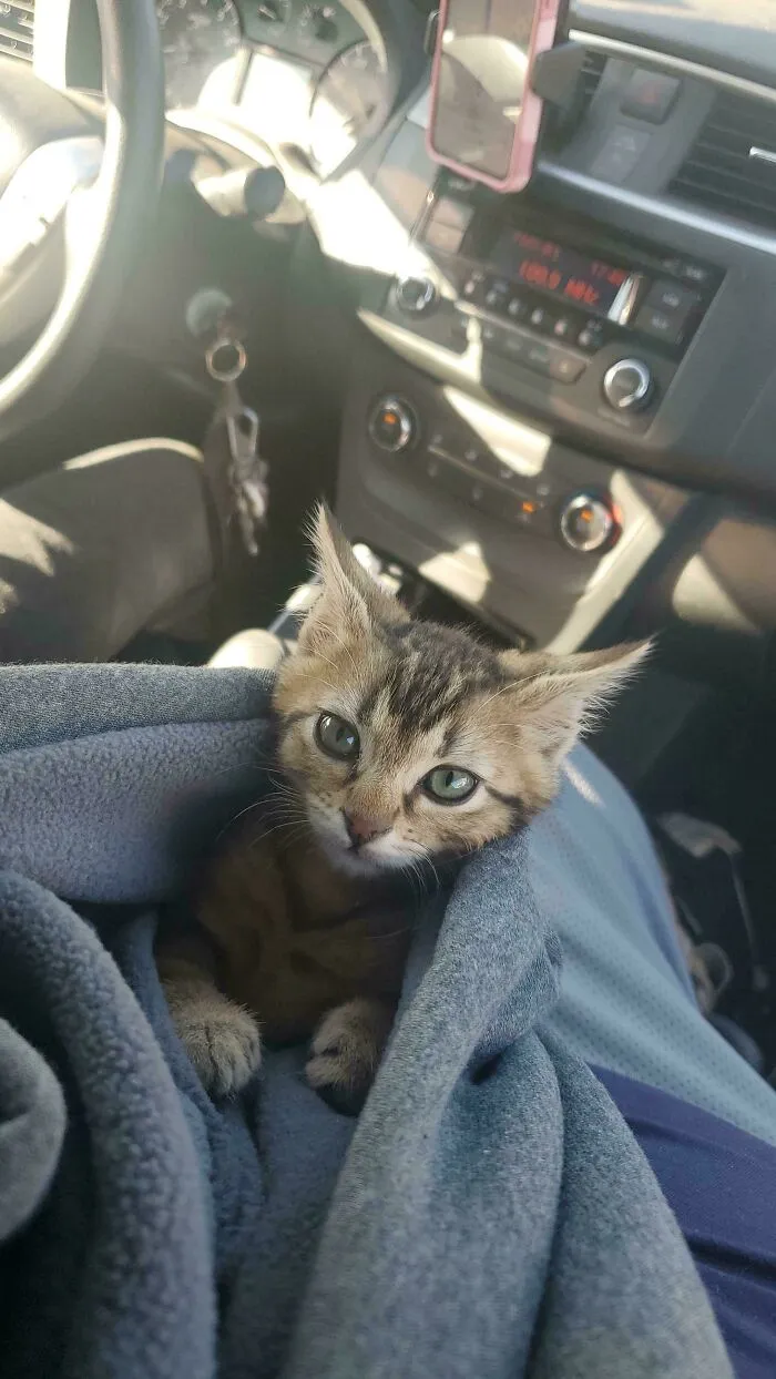 He Loves Car Rides Up Front In His Carrying Pouch