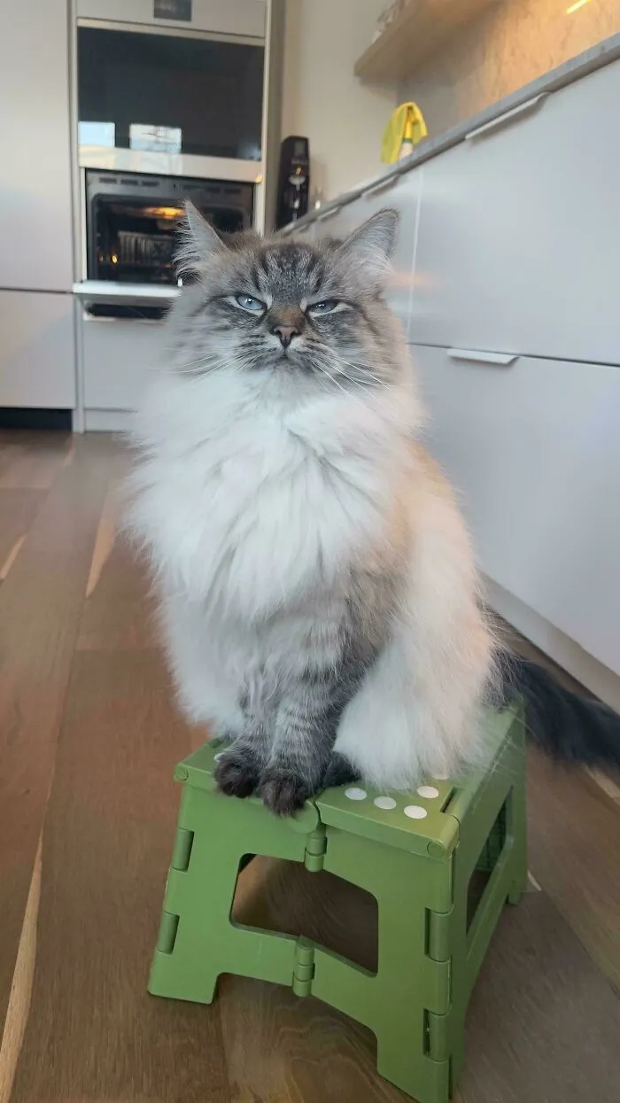 My Cat Sits On A Stool Whenever She Wants Treats