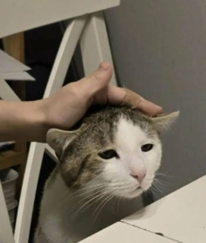 Cat Makes Pathetic Sad Eyes At Our Dinner Every Night-- How To Help Him With Food Insecurity?
