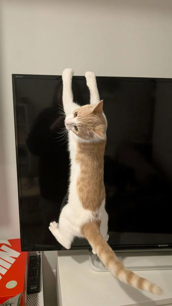 How Do I Stop Him From Climbing On My Counters?