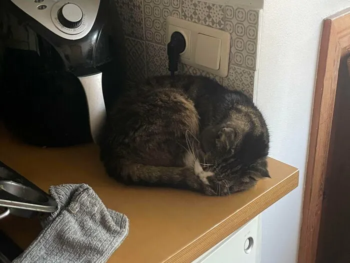 Sweet Little Rescue Wont Leave The Kitchen