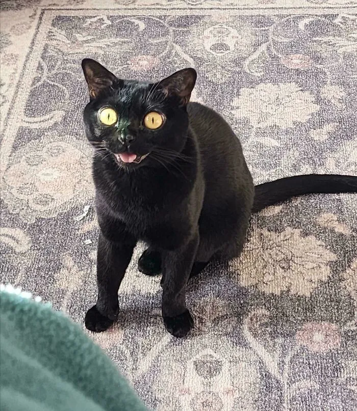The Vacuum Ate One Of Her Catnip Mice π