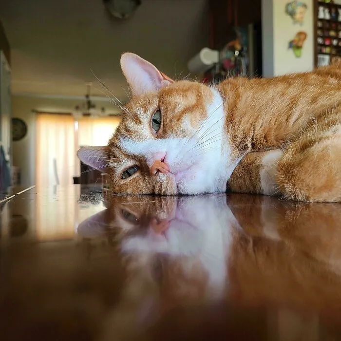 He Misses His Mom (My Daughter) Who's At The Beach For A Week. He's Wondering If He Even Exists Anymore. π€π’